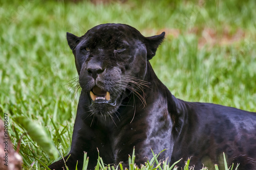 Black jaguar