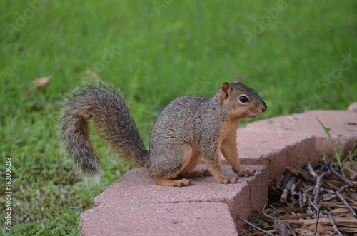 squirrel 3 © Vijay