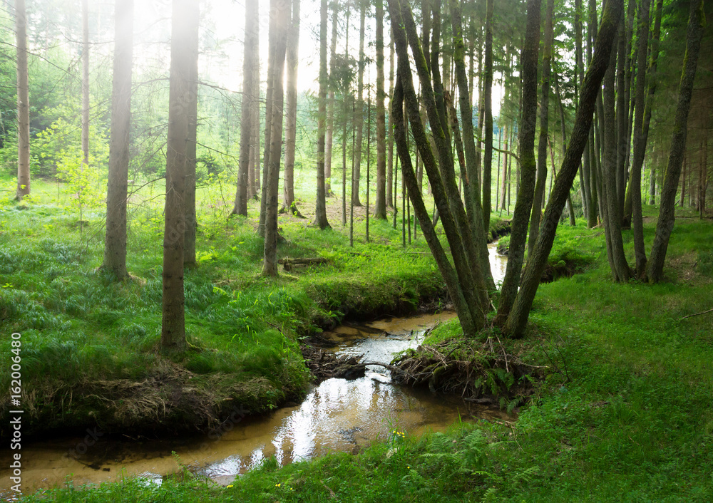 Obraz premium nasłoneczniony las