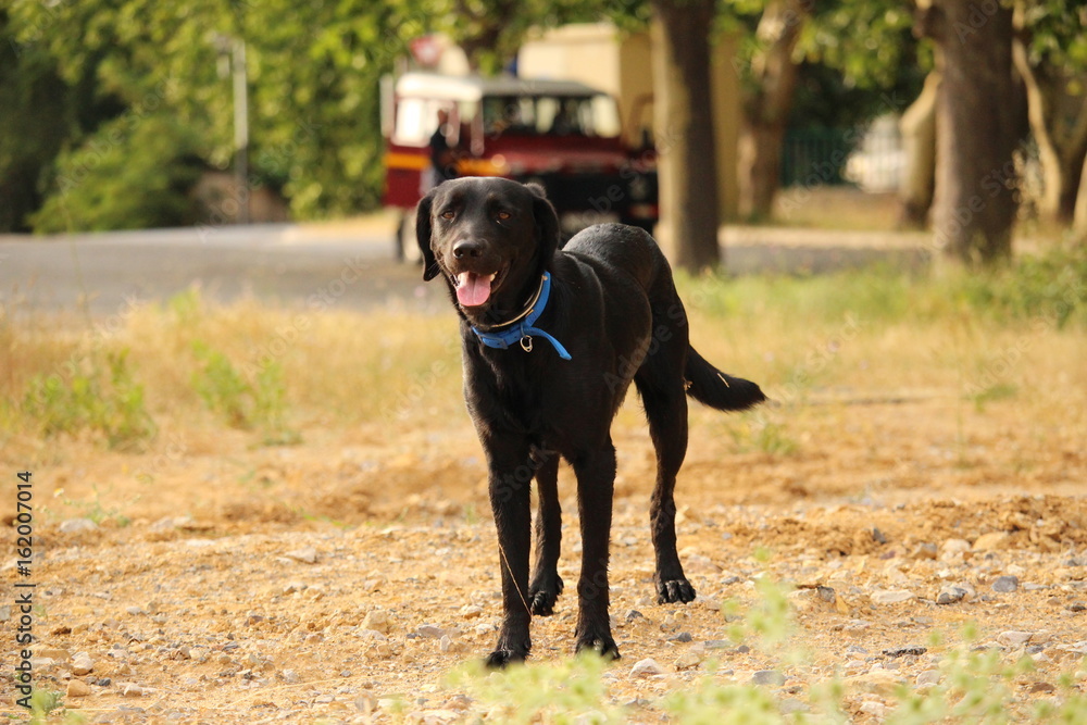 labrador noir avec fond camion de pompier labrador noir avec fond camion de pompier
