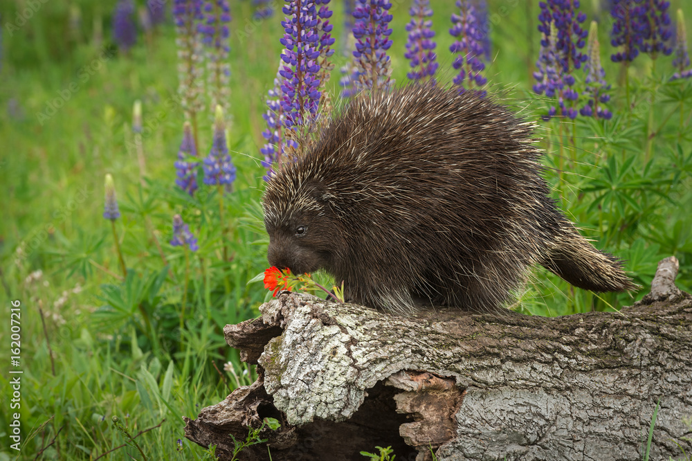 Porcupine (Erethizon dorsatum) Examines Flower