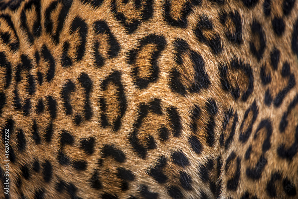 Jaguar fur Jaguar fur