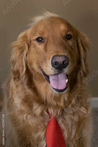 Golden Retreiver with Trump hair