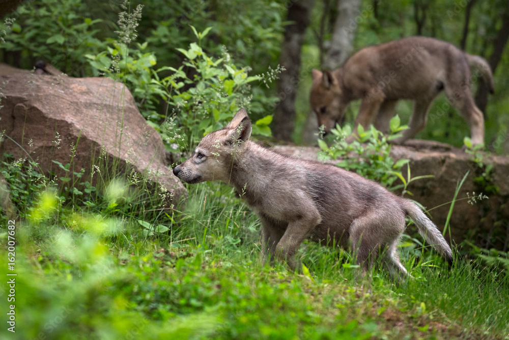 Grey Wolf (Canis lupus) Pup Walks Left Grey Wolf (Canis lupus) Pup Walks Left