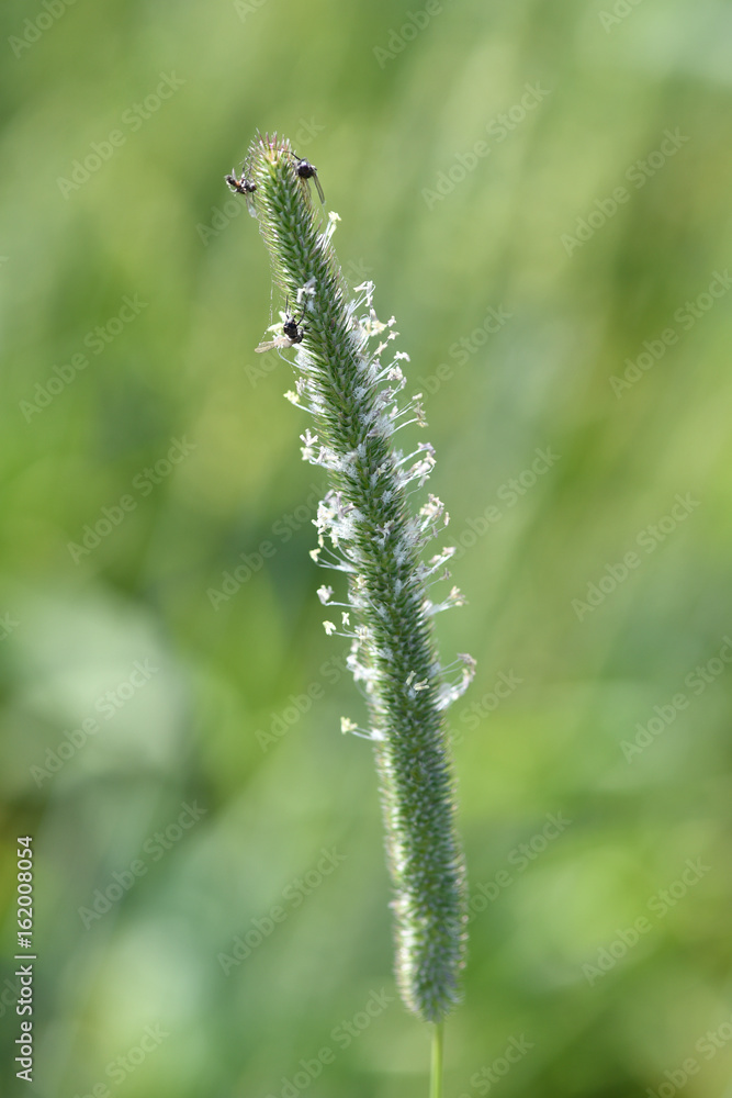 Schädlingsbefall 