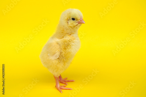 chick on yellow background studio closeup
