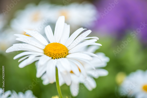  Camomile   daisy flower