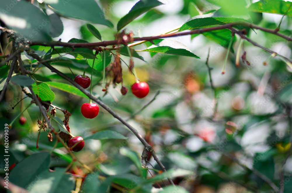 Red sweet Cherries hanging on a cherry tree branch on blurred background. Juicy Cherry on the tree in nature/
