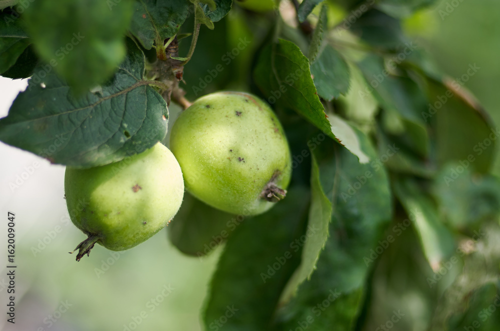 Green apples grow on apple tree branch with leaves under sunlight close-up. Ripe apples on the tree in nature/Apple growing on tree in garden.Apples on a branch Green apples grow on apple tree branch with leaves under sunlight close-up. Ripe apples on the tree in nature/Apple growing on tree in garden.Apples on a branch