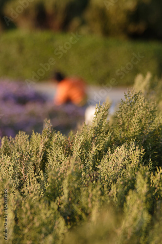 Al Azhar Park photo