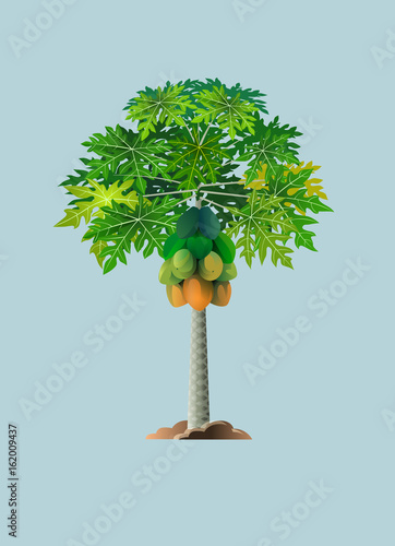 Vector illustration, papaya tree