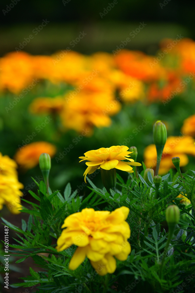 wild flower wild flower