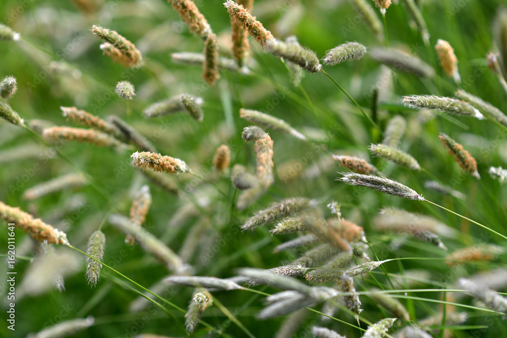 Grass Grass