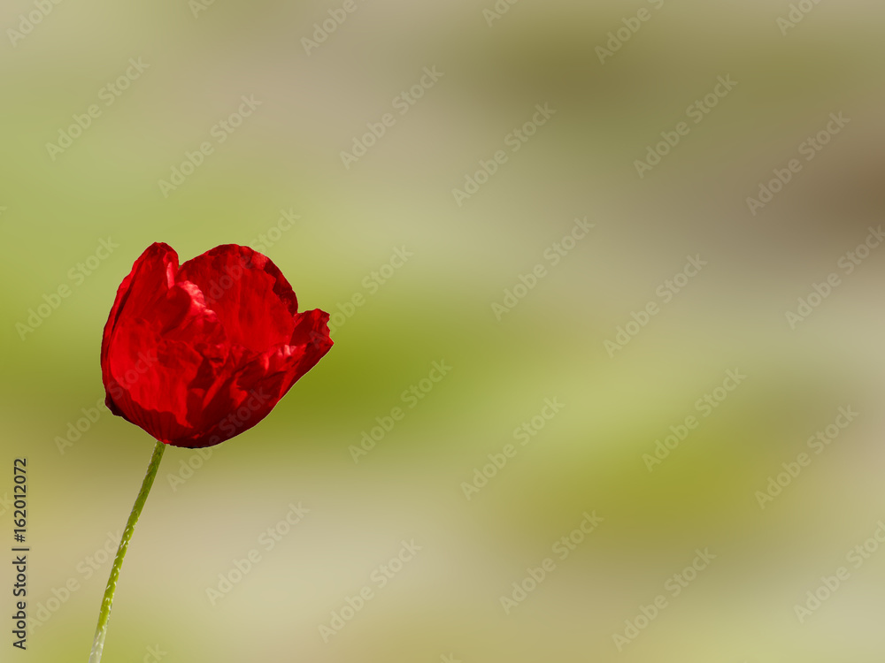 Red poppy on countryside with copy space at springtime Red poppy on countryside with copy space at springtime
