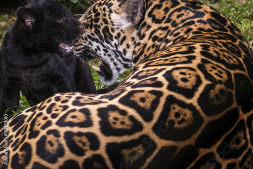 Mom Jaguar and black cub