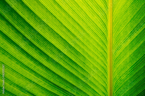 Texture on surface of Cigar plant leaf  green background