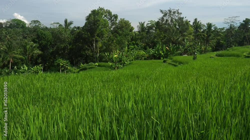 View of Green Rice Fields and Terraces Surrounded by Jungles View of Green Rice Fields and Terraces Surrounded by Jungles