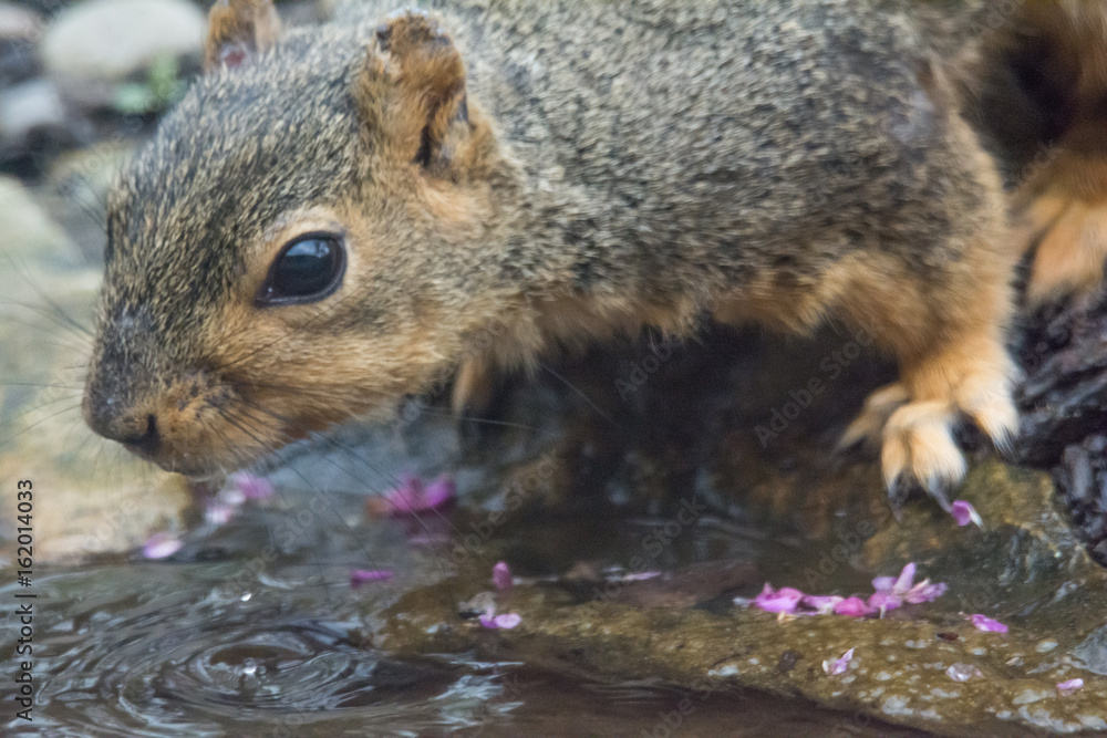 Drinking Squirrel Drinking Squirrel