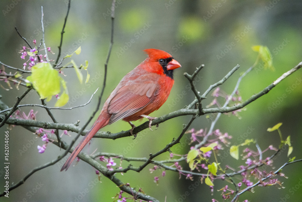 Northern Cardinal Northern Cardinal