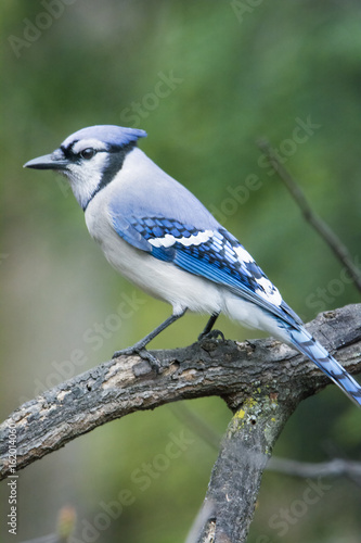 Blue Jay