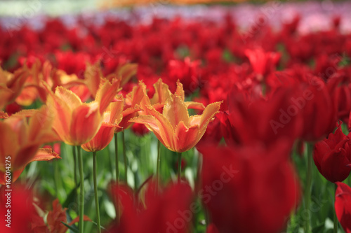 Tulip field in full bloom