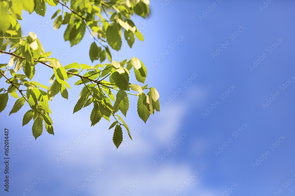 Young leaves of Quercus crispula - early summer in Japan Young leaves of Quercus crispula - early summer in Japan