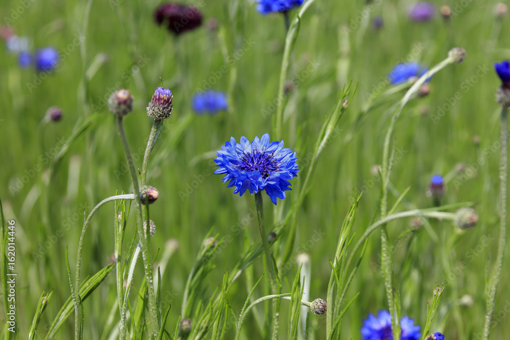 Centaurea cyanus blooming in a field - early summer in Japan Centaurea cyanus blooming in a field - early summer in Japan