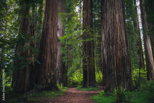 Lush forest hiking path.