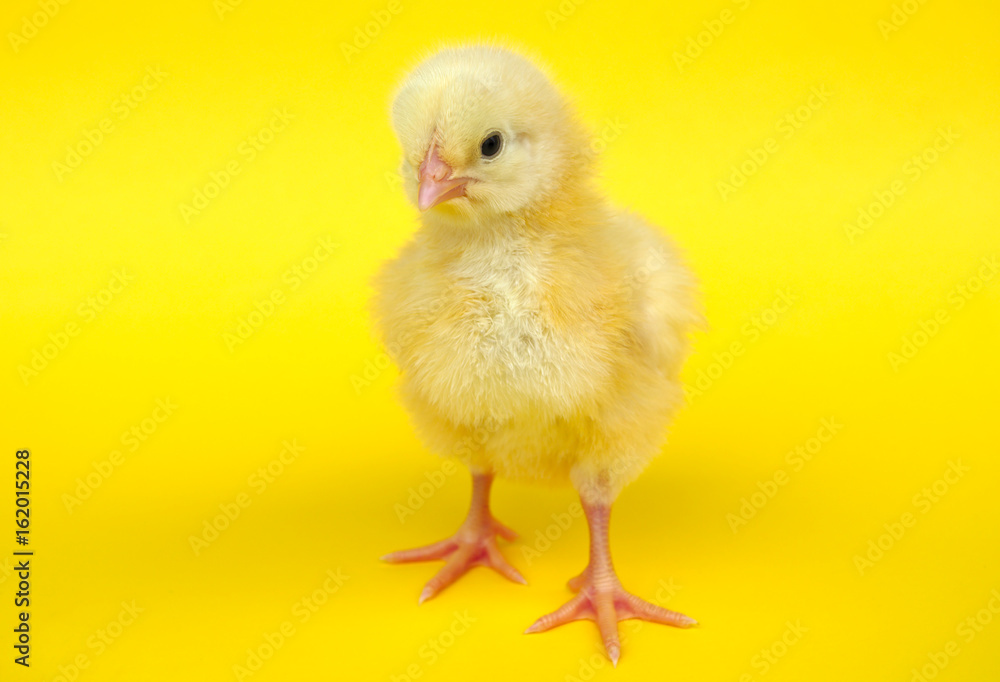 little chick on yellow background studio vibrant color