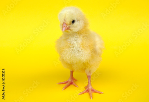little chick on yellow background studio vibrant color