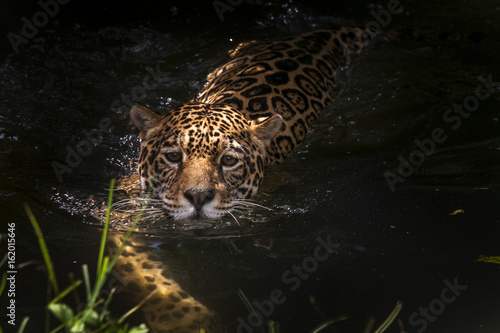 Jaguar photo