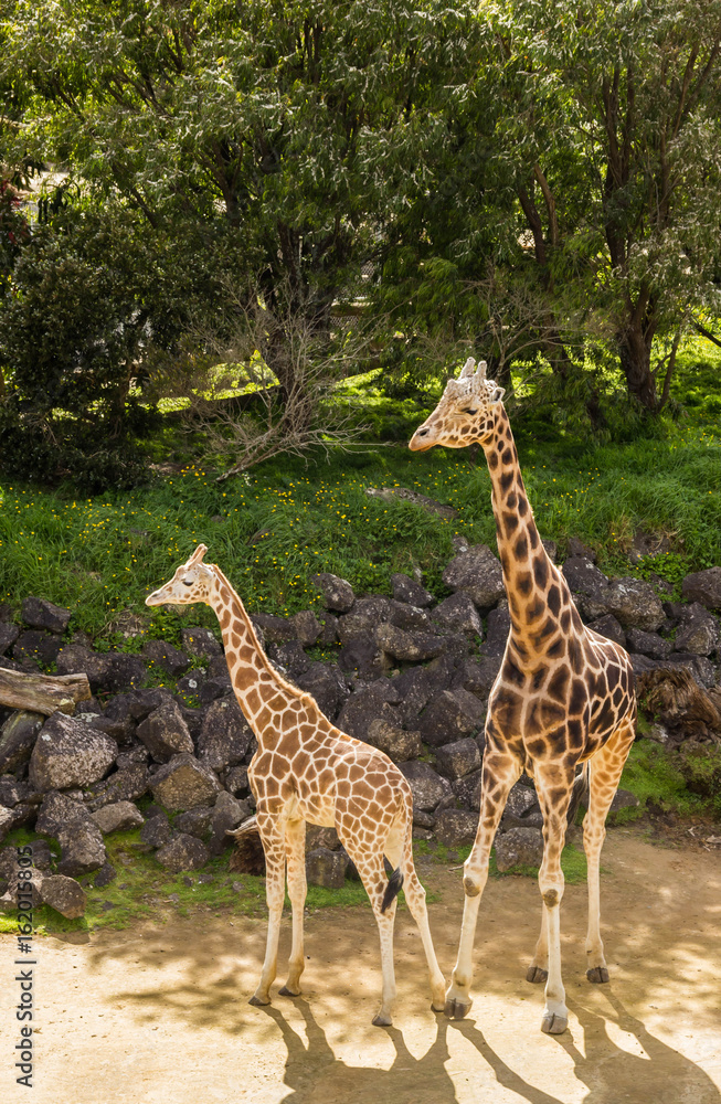 Obraz premium Giraffe