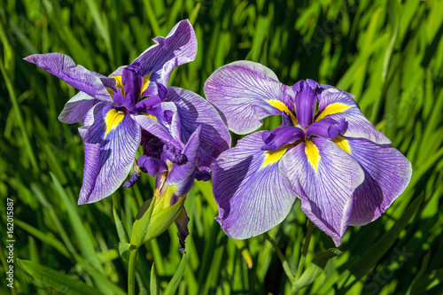Fototapeta Naklejka Na Ścianę i Meble -  Purple Siberian Irises in Bloom Closeup