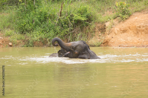 Wild elephant playing water Kuiburi National Park, Thailand 3