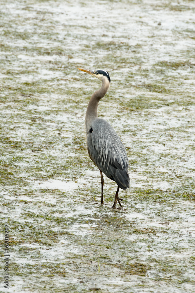 Fototapeta premium Blue Heron