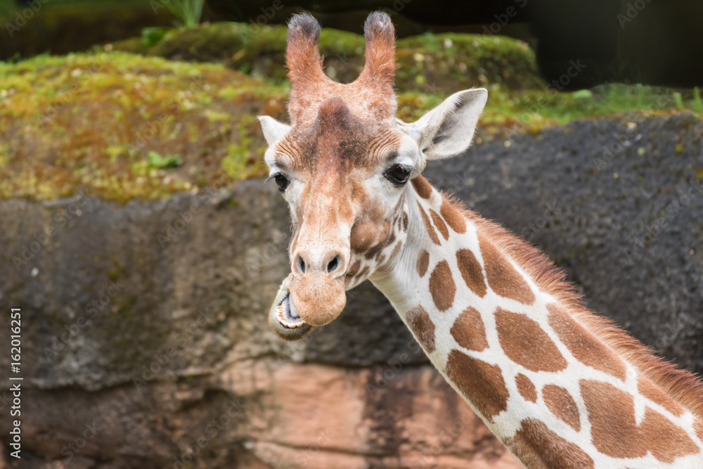 Photography Cute Giraffe Expression