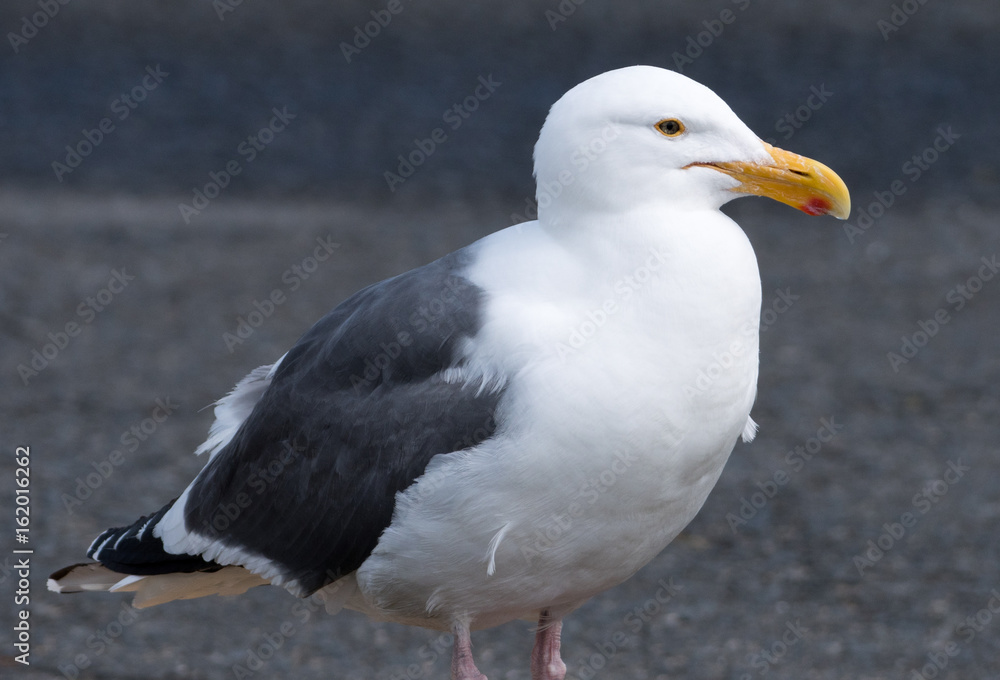 Seagull Seagull