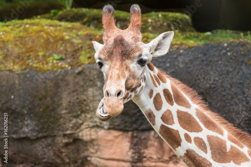 Photography Cute Giraffe Expression