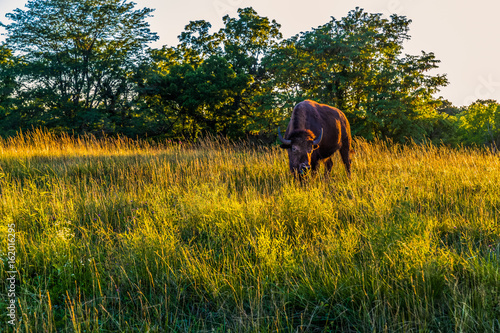 buffalo grazing at sunset © RCP