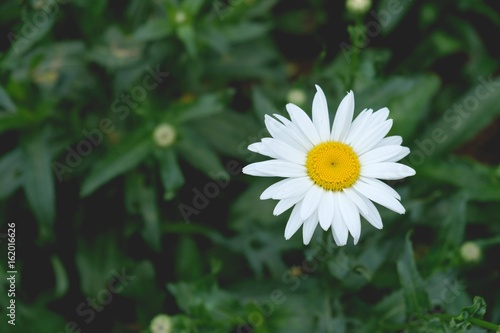 White Daisy flower