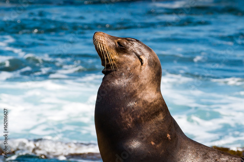 Side view of the head of a California sea lion (Zalophus californianus) sunning himself at La Jolla Cove in San Diego County. 