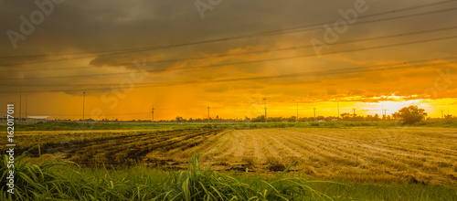 Landscape of rice field and sky sunset with Clouds start to form rain.