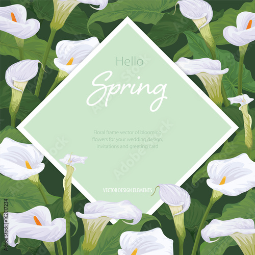 Fototapeta Naklejka Na Ścianę i Meble -  Calla lily flowers frame on green background. Vector set of blooming flowers for your design. Adornment for wedding invitations and greeting card. 