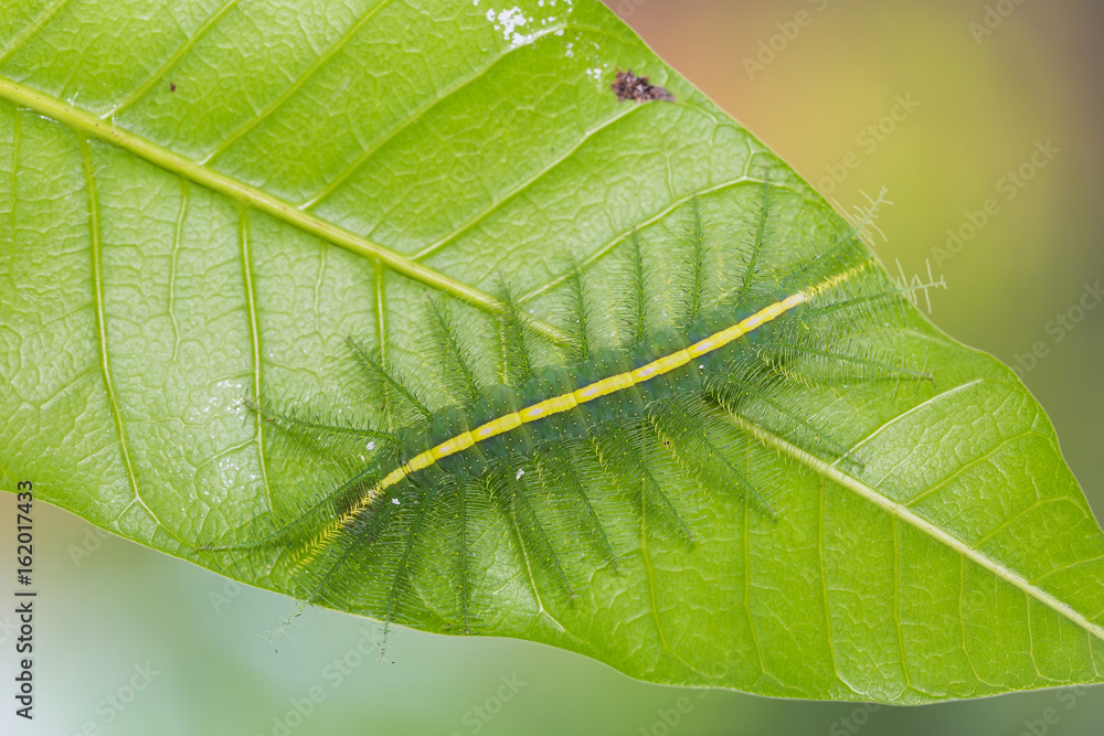 Mango Baron (Euthalia aconthea) caterpillar Mango Baron (Euthalia aconthea) caterpillar