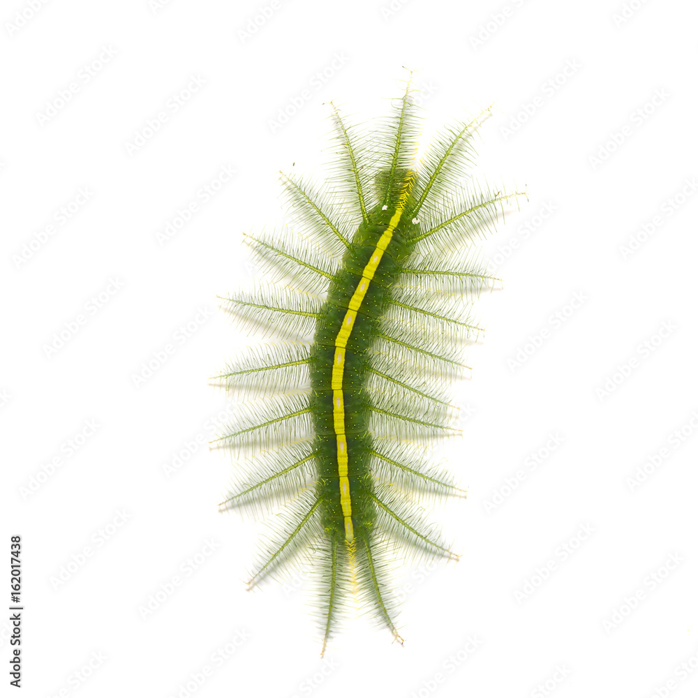 Mango Baron (Euthalia aconthea) caterpillar Mango Baron (Euthalia aconthea) caterpillar
