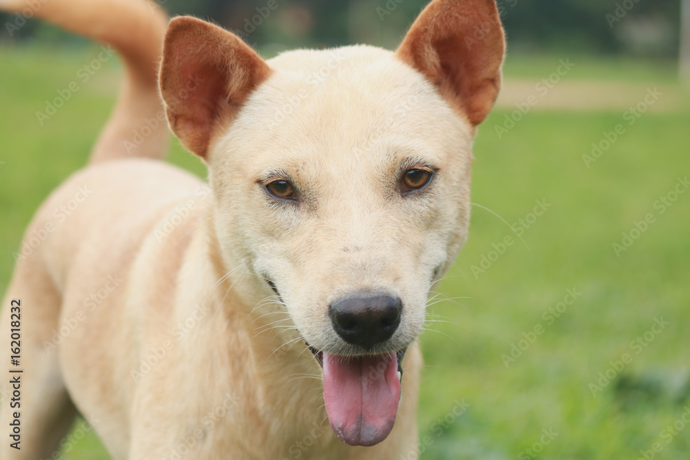 Dog playing outside smiles