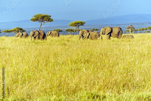 African elephant in The Masai Mara National Reserve, Kenya