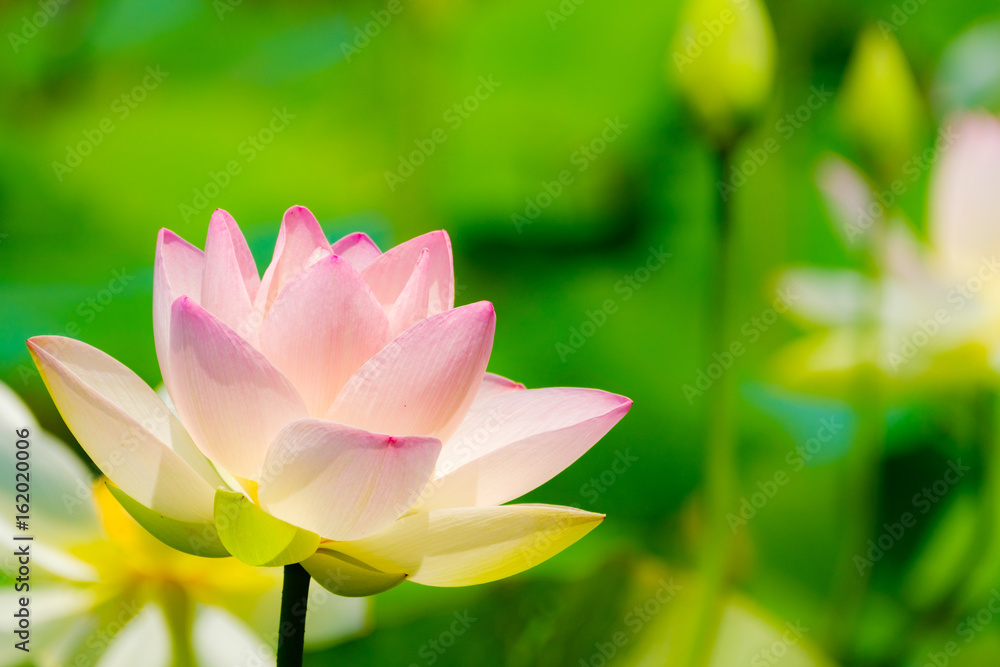 Obraz premium 蓮の花