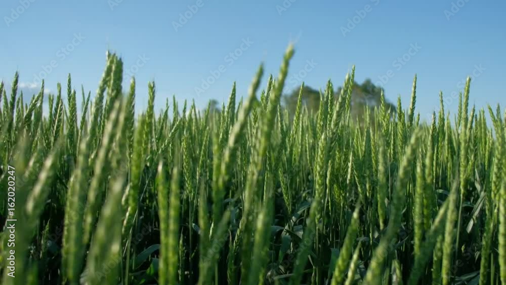Green Wheat Ears Against Blue Sky, New Sowing of Fresh Wheat, 4k Uhd, Amazing Nature Green Wheat Ears Against Blue Sky, New Sowing of Fresh Wheat, 4k Uhd, Amazing Nature