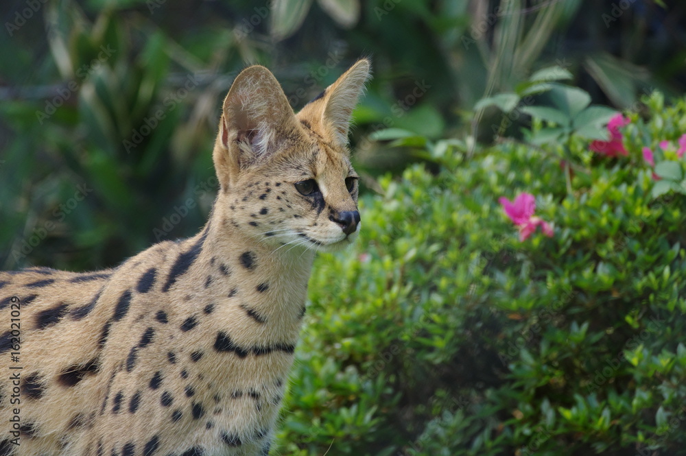 茂みのサーバルキャット